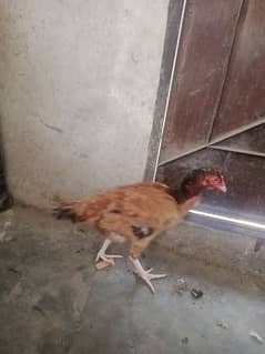 home chick be available ha price 700 per peace