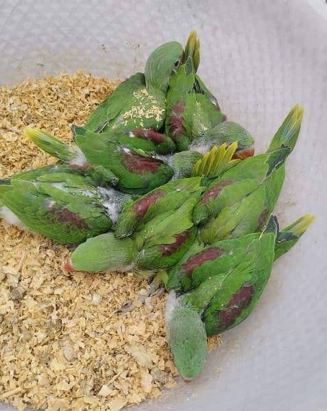 raw parrot chicks good size and healthy 2