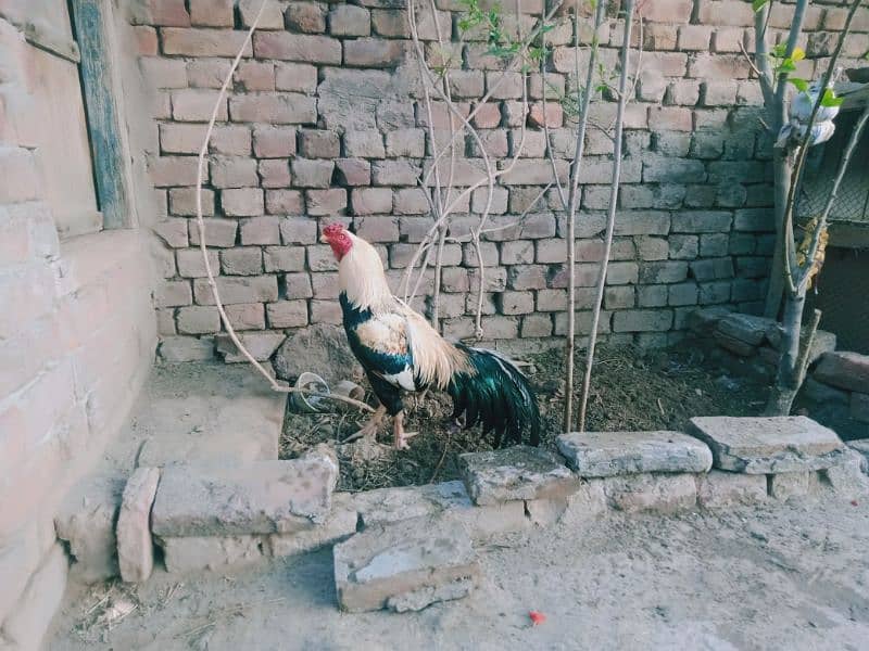 Mianwali Aseel murga for sale in very reasonable price. 1