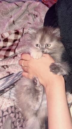 Persian Kitten Female Up For Sale