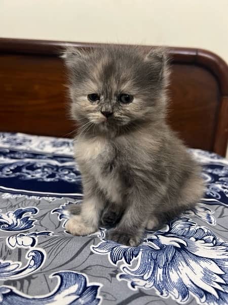 Persian Kitten Female Up For Sale 1