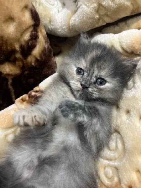 Persian Kitten Female Up For Sale 2