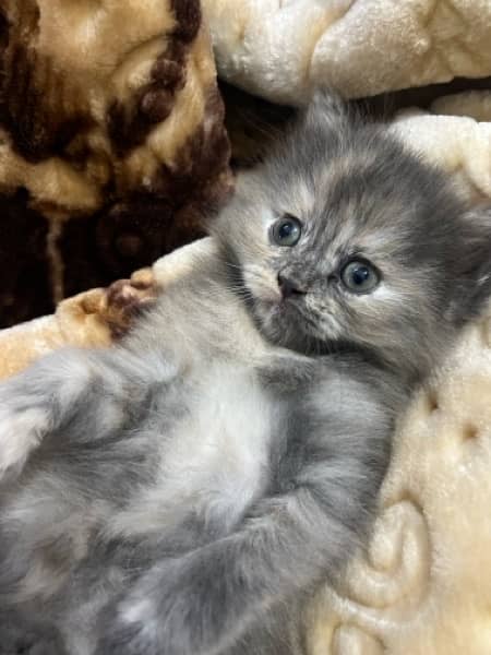 Persian Kitten Female Up For Sale 3