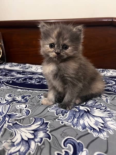 Persian Kitten Female Up For Sale 4