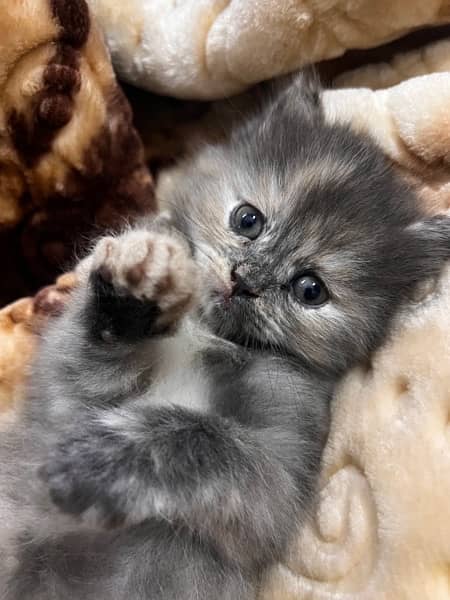 Persian Kitten Female Up For Sale 5