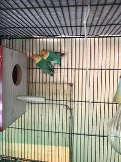 Lovebirds 4 pairs for sale