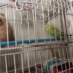 Parrot age 3 years green urgent sale. beautiful, healthy