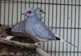 Dove white tail breeder pair guarantee
