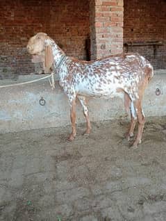 Makhi chini gabhan goats for sale