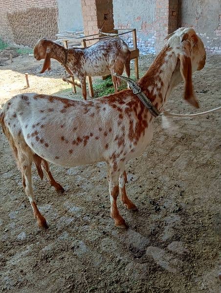 Makhi chini gabhan goats for sale 4