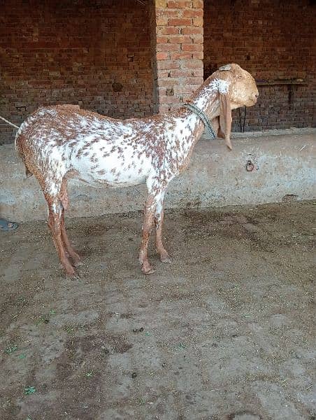 Makhi chini gabhan goats for sale 7