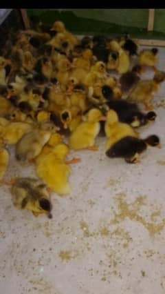 Duck chicks 0