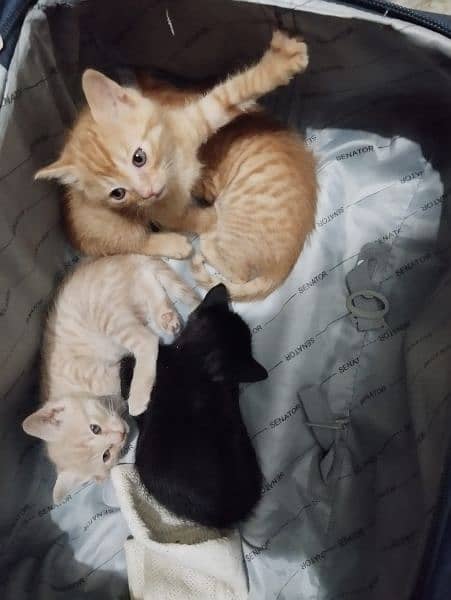 Two Adorable Playful Kittens for sale 1