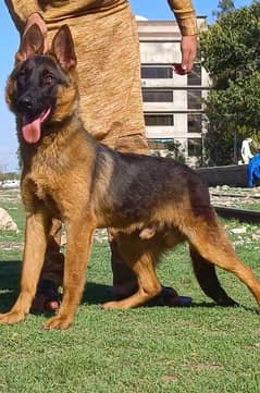 German shepherd male available full security cord for sale 0