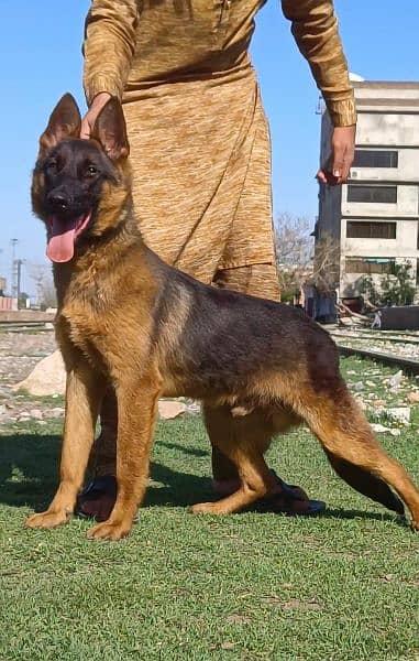 German shepherd male available full security cord for sale 1