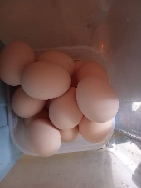 Austrolorp / Australorp Heritage chicks/ Australorp eggs/ egg 3
