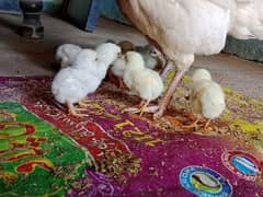 heera chicks  age 5 days 1500 per chick demand WhatsApp 0309 182857 0