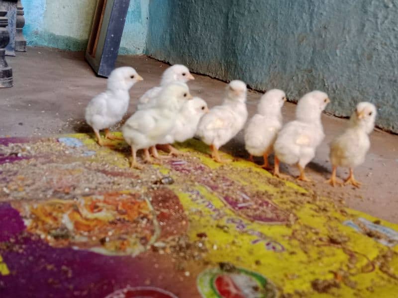 heera chicks  age 5 days 1500 per chick demand WhatsApp 0309 182857 1