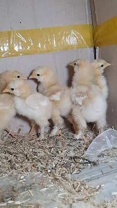 Golden Heavy Buff Chicks 15 day old