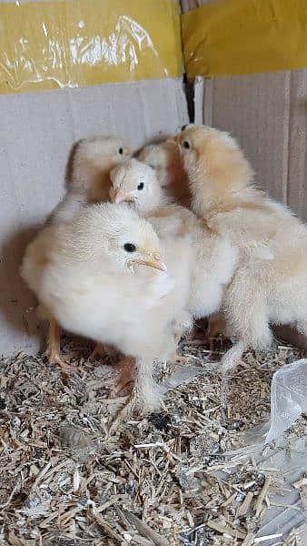 Golden Heavy Buff Chicks 15 day old 1
