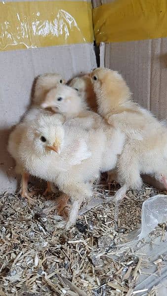 Golden Heavy Buff Chicks 15 day old 2