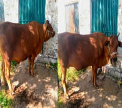 Cow / Bhans / Bhens / for Sale / Livestock (New Stock)