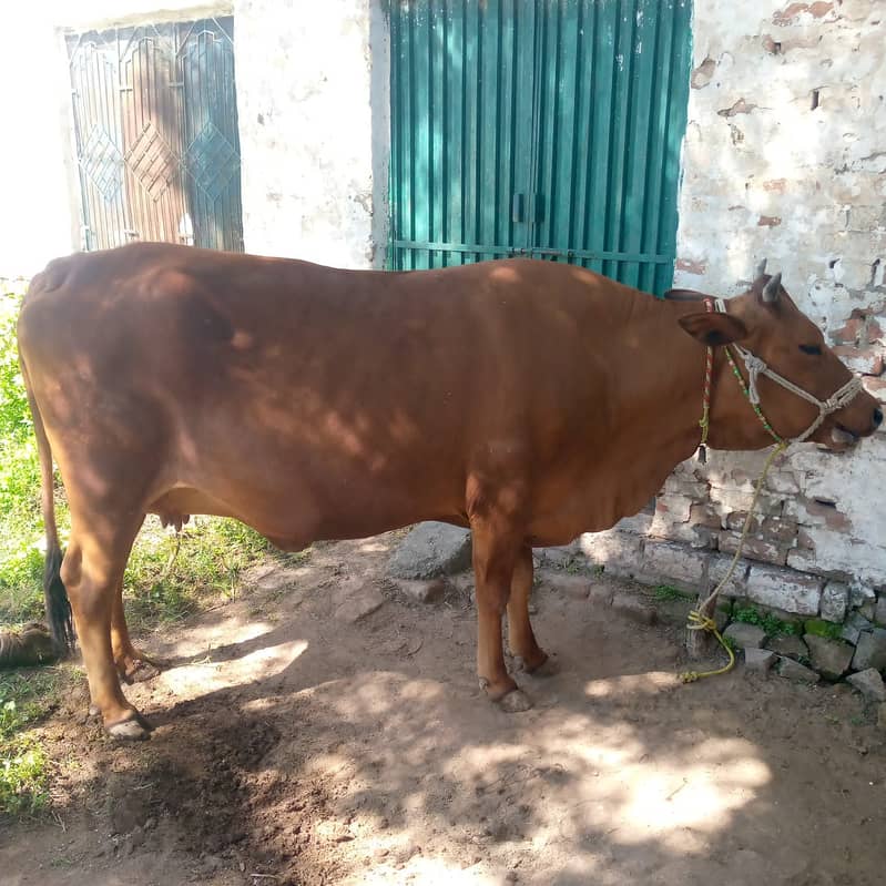 Cow / Bhans / Bhens / for Sale / Livestock (New Stock) 6