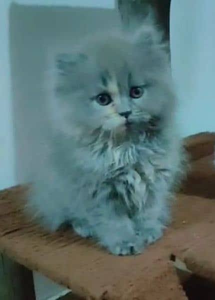 Persian kitten/ Persian male/ Persian cat/ punch face kitten 0