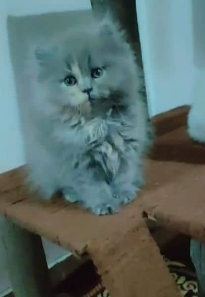 Persian kitten/ Persian male/ Persian cat/ punch face kitten 1