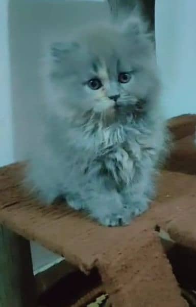 Persian kitten/ Persian male/ Persian cat/ punch face kitten 3