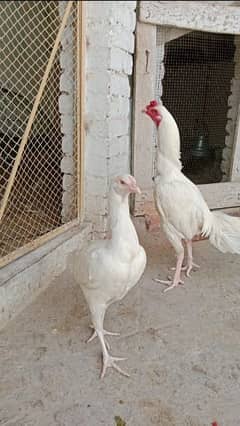 Heera Chicks  and breeder available in Gujranwala paper white