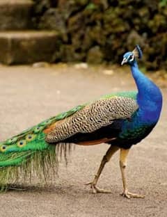 peacock breeder male halthy and active peacock sale