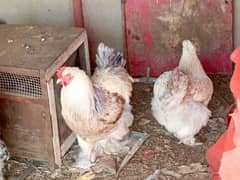 Selemon Bharama Chicks Available
