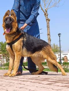 German shepherd male available full security cord for sale