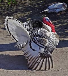Turkey Breeder Pair