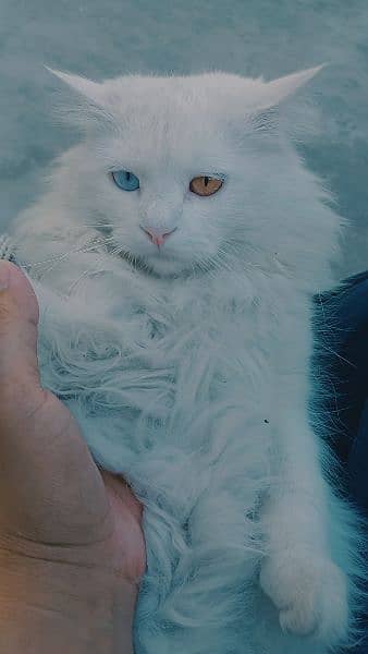 Persian male cat for sale 1