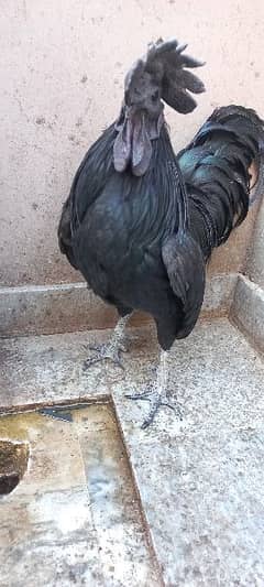 Ayam cemani 15 month male
