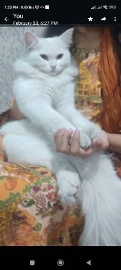 Persian cat,tripple coat
