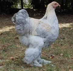 brahma chicken n pairs for sale