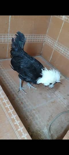 Black Polish white crested males outstanding quality