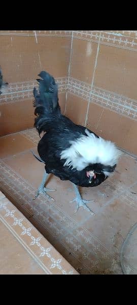 Black Polish white crested males outstanding quality 2