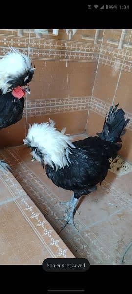 Black Polish white crested males outstanding quality 4