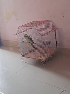green parrot female taking  sindhi urdu talking