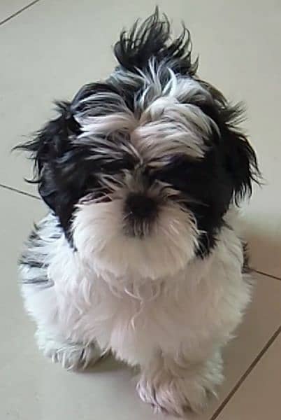 Shih Tzu / Shitzu Pedigreed 5 months old  show class puppies for sale 4