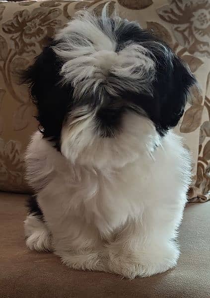 Shih Tzu / Shitzu Pedigreed 5 months old  show class puppies for sale 8
