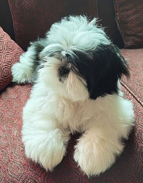Shih Tzu / Shitzu Pedigreed 5 months old  show class puppies for sale 10