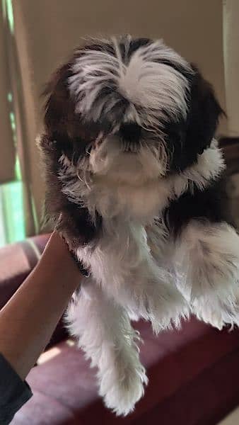 Shih Tzu / Shitzu Pedigreed 5 months old  show class puppies for sale 11
