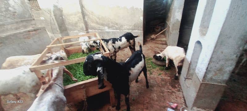 Al-Munir goats farms 1