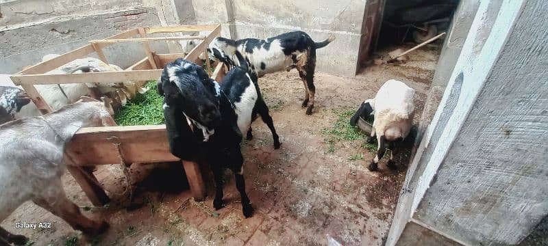 Al-Munir goats farms 3