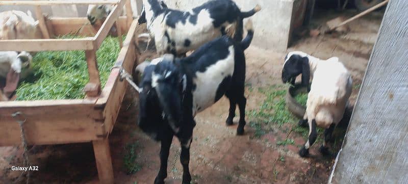 Al-Munir goats farms 6
